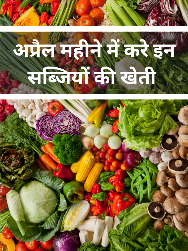इस समय कौन सी सब्जी की खेती करें?