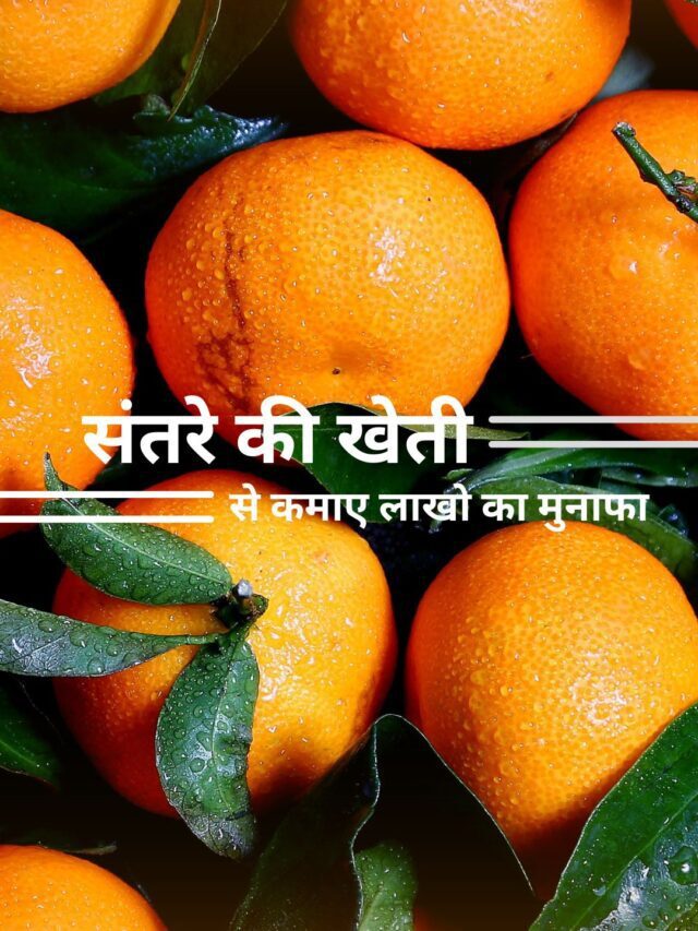 संतरे की खेती से लाखो का मुनाफा