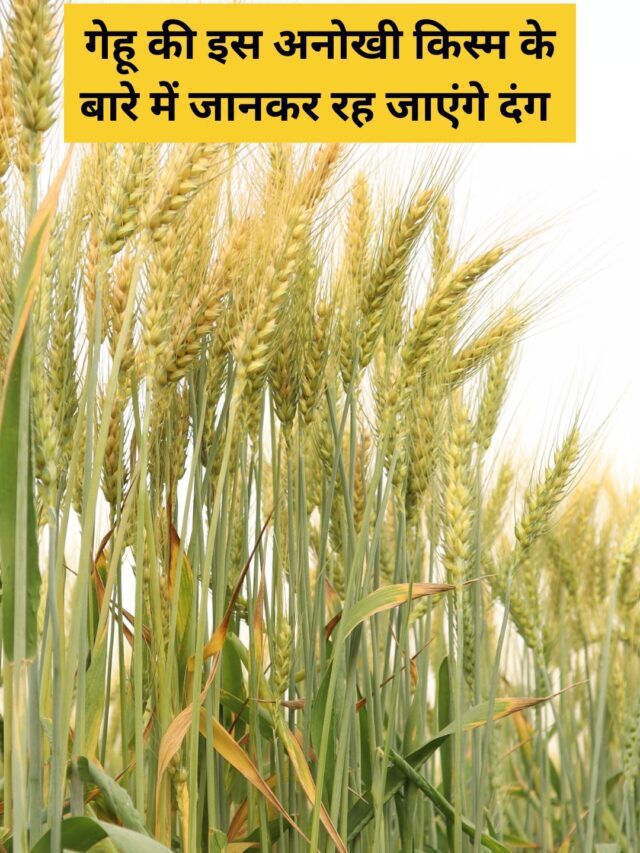 गेहू की इस अनोखी किस्म के बारे में जानकर रह जाएंगे दंग