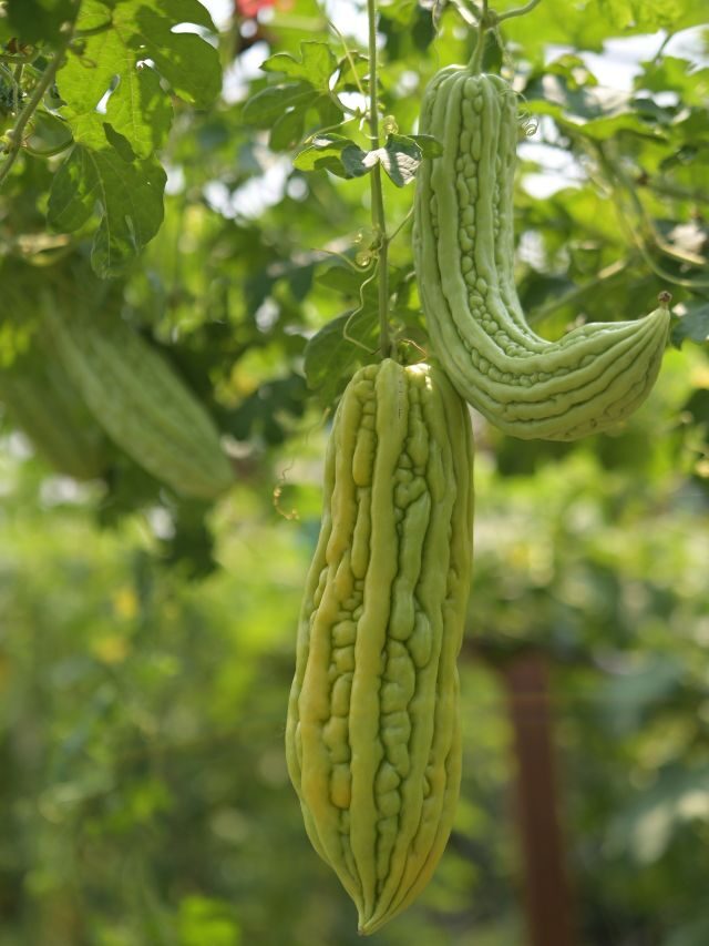 घर पर लगाए अपने लिए ताजा करेले