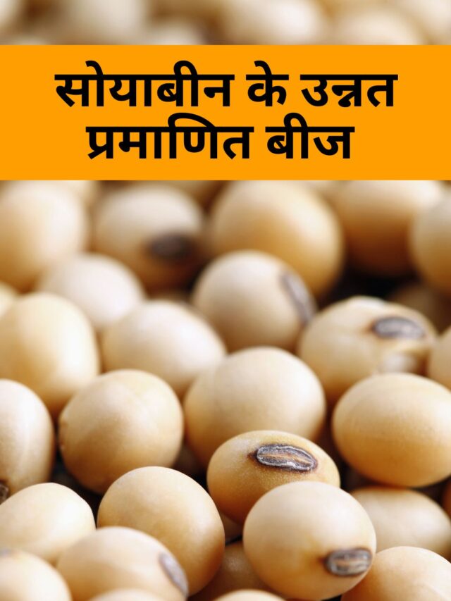 जाने सोयाबीन की कोन सी किस्म रहेगी आप के लिए सही (2023)