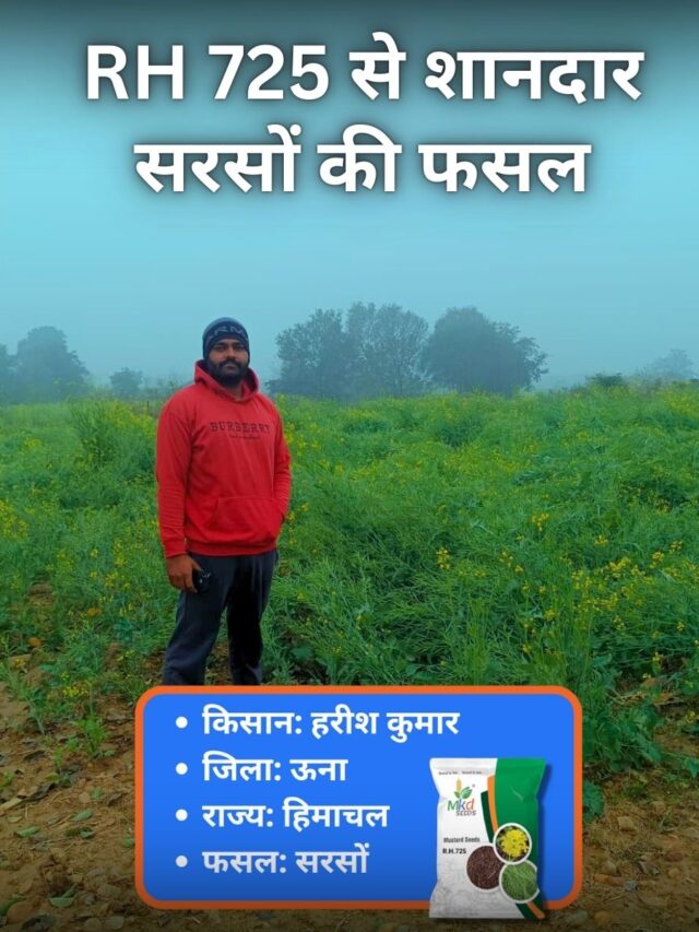 हरीश कुमार की सफलता: MKD Seeds RH 725 से मिली शानदार सरसों की फसल