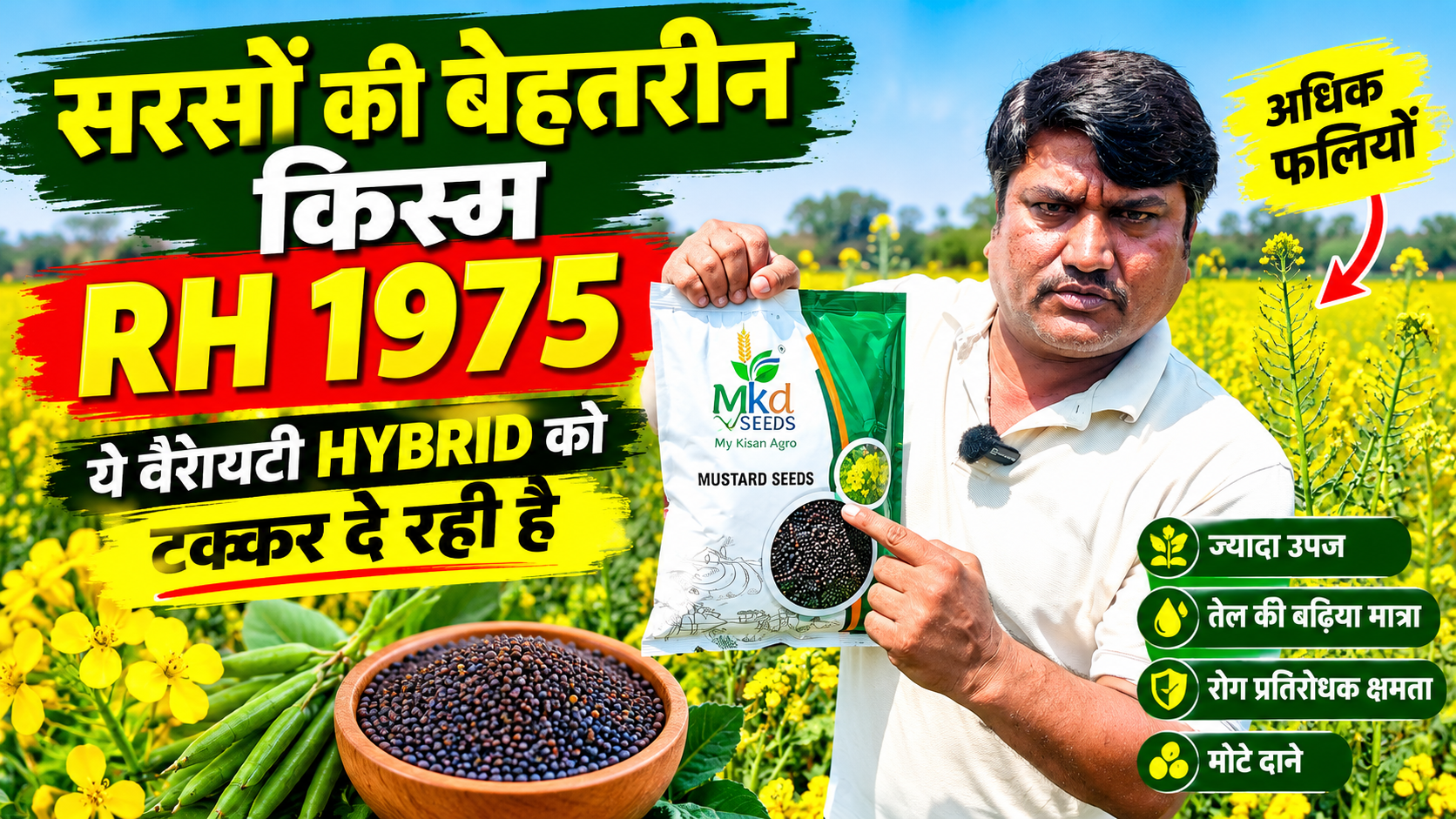 RH 1975 सरसों की किस्म पैदावार और विशेषताएं - MKD Seeds