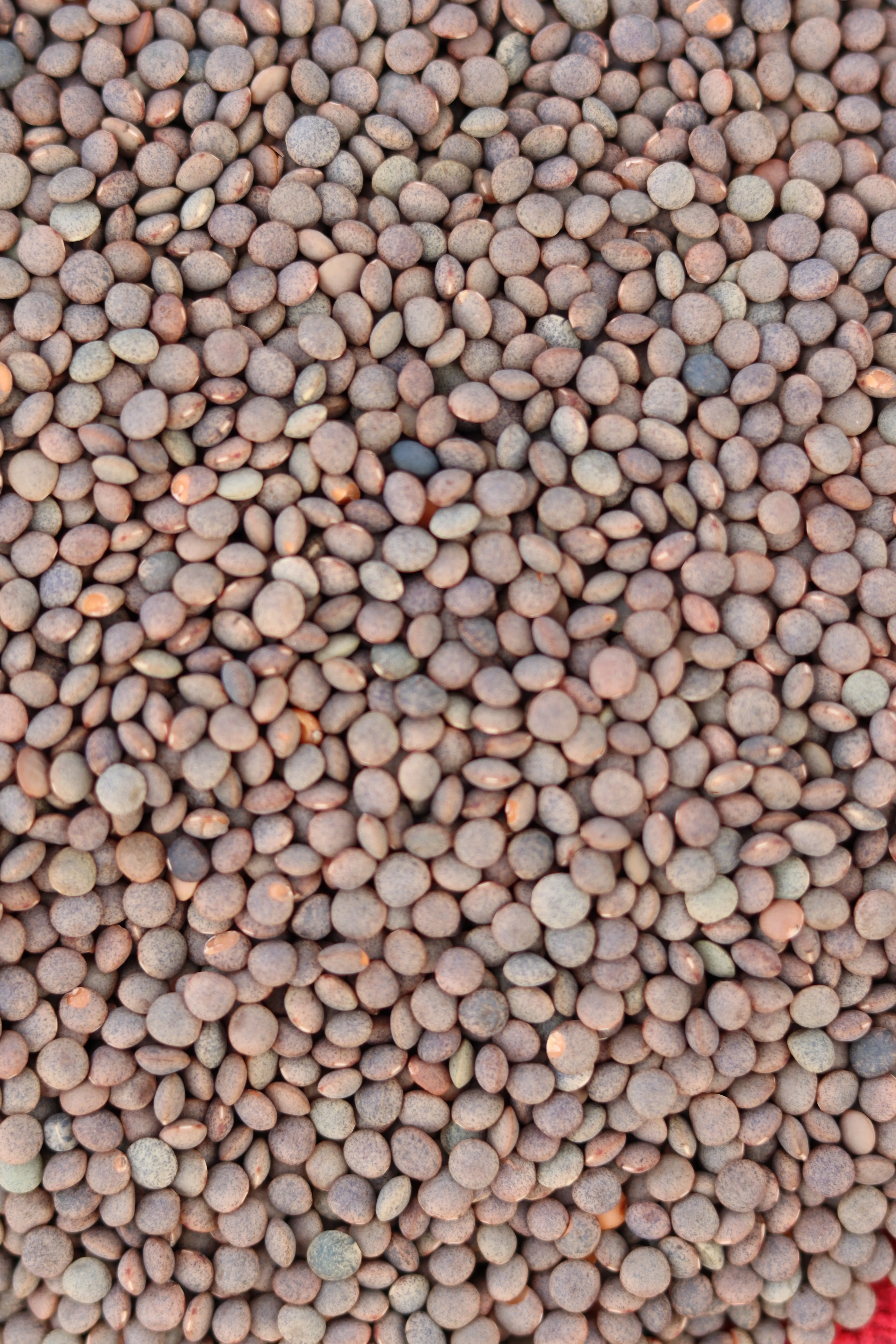 Lentil