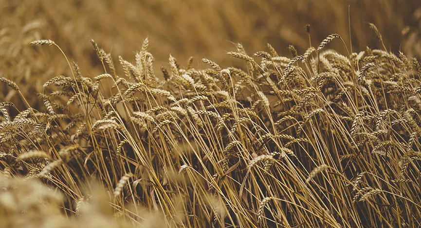Wheat Seeds