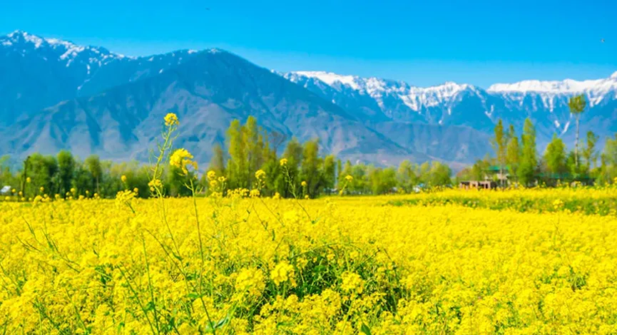 Mustard Seeds