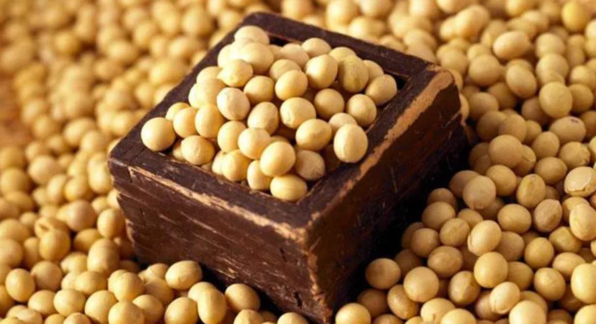 Soya Bean
