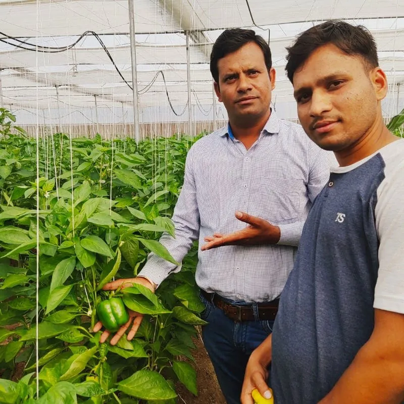 Capsicum Cultivation