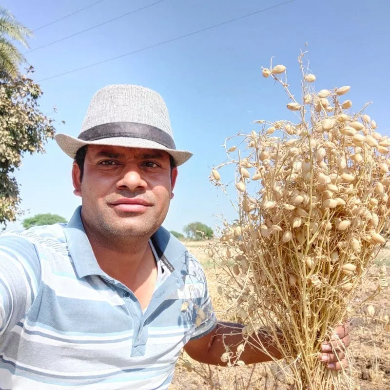 Chana Fasal