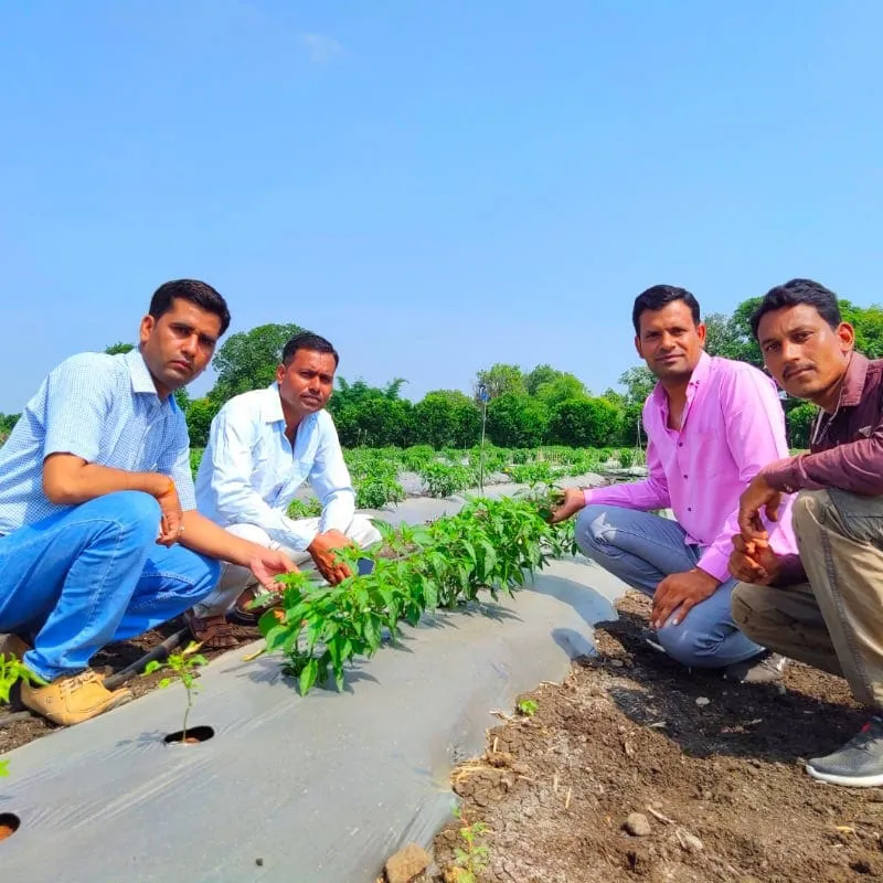 Chilli Farming