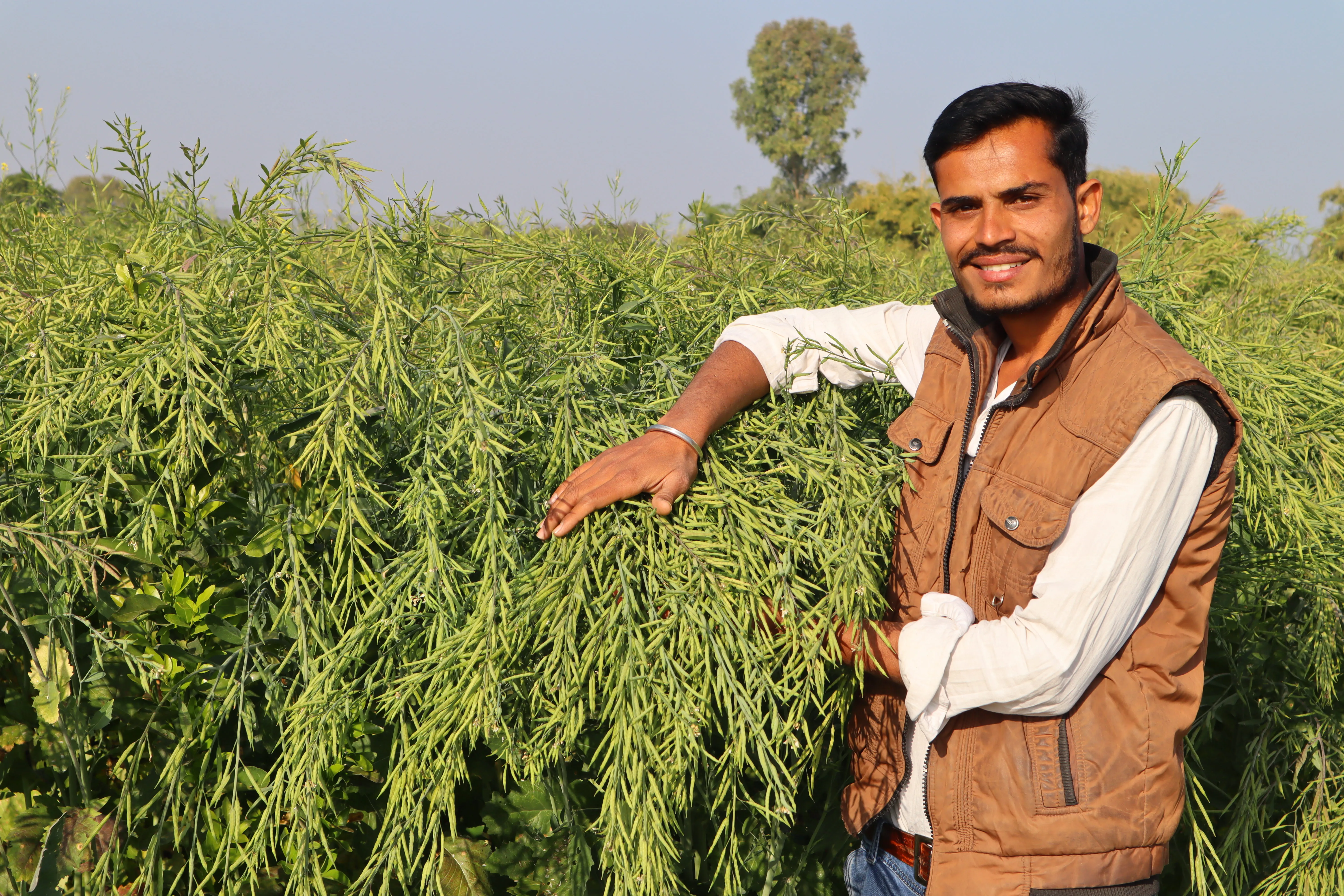 Mustard Farming