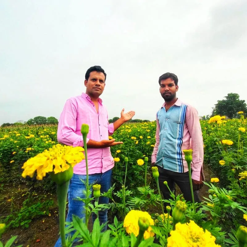 Sunflower Farming