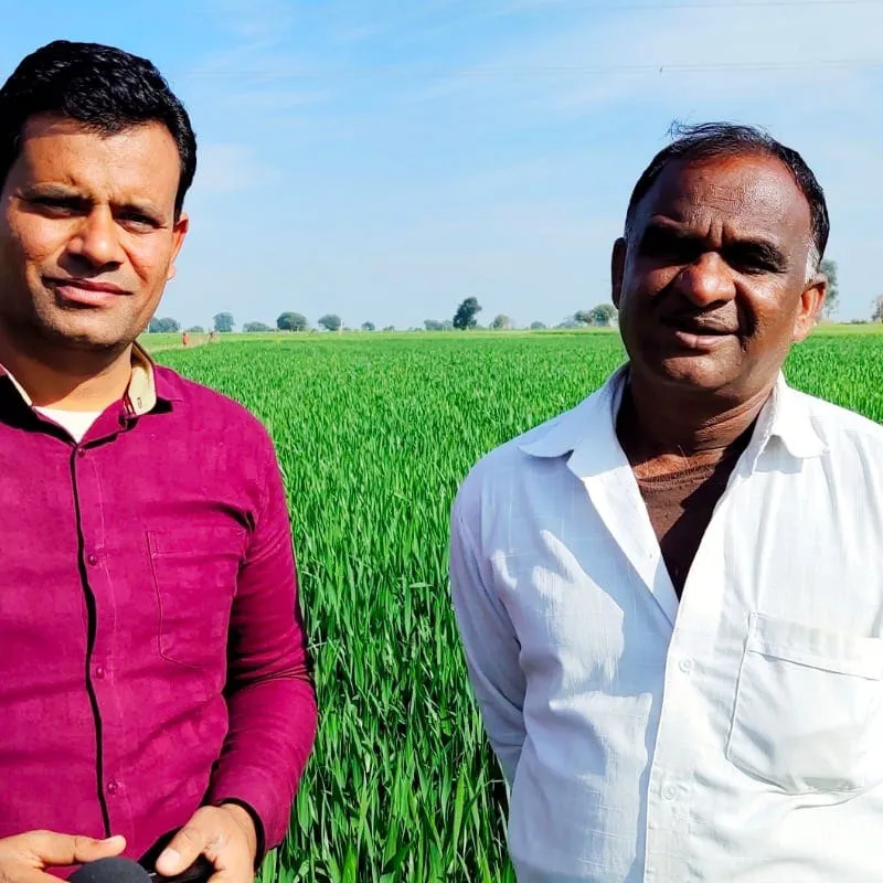 Wheat Farming