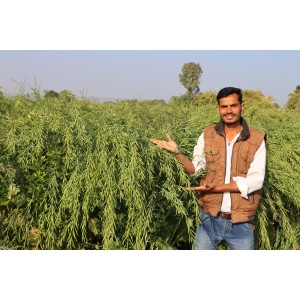 RH 725 Mustard seeds