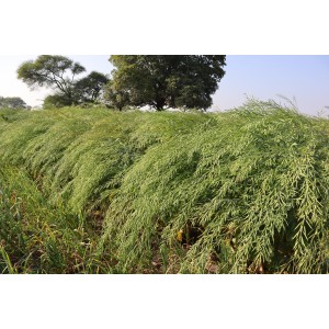 RH 725 Mustard seeds