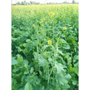 RH 725 Mustard seeds