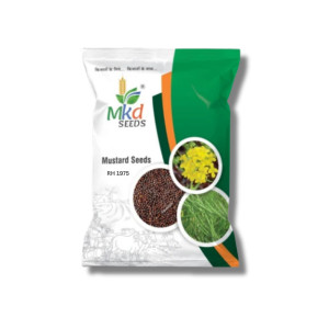 RH 1975 Mustard Seeds