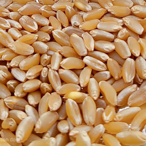 Pusa Tejas Hi 8759 Wheat Seed