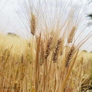 Pusa Tejas Hi 8759 Wheat Seed