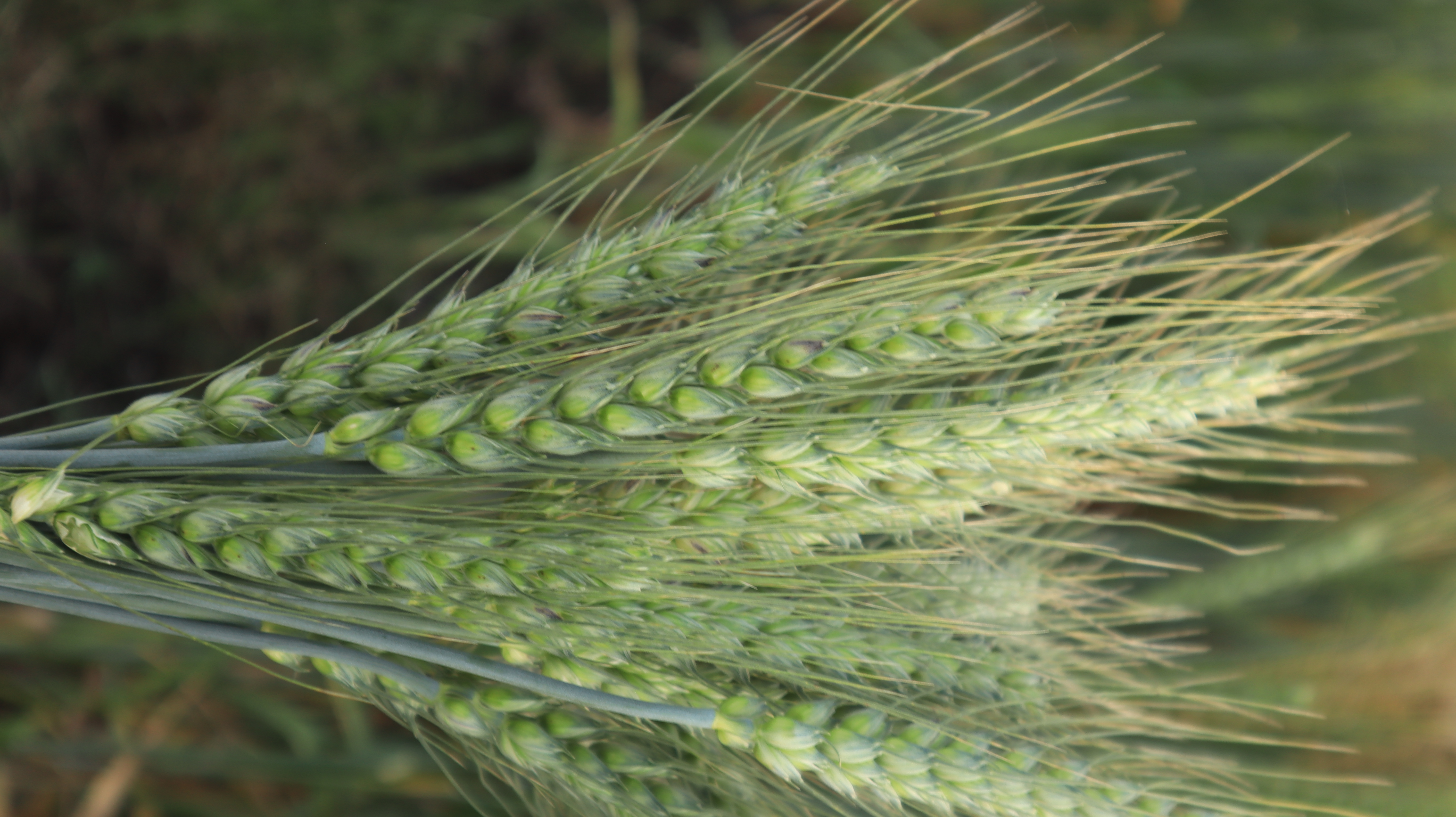 GW 513 Wheat Seeds