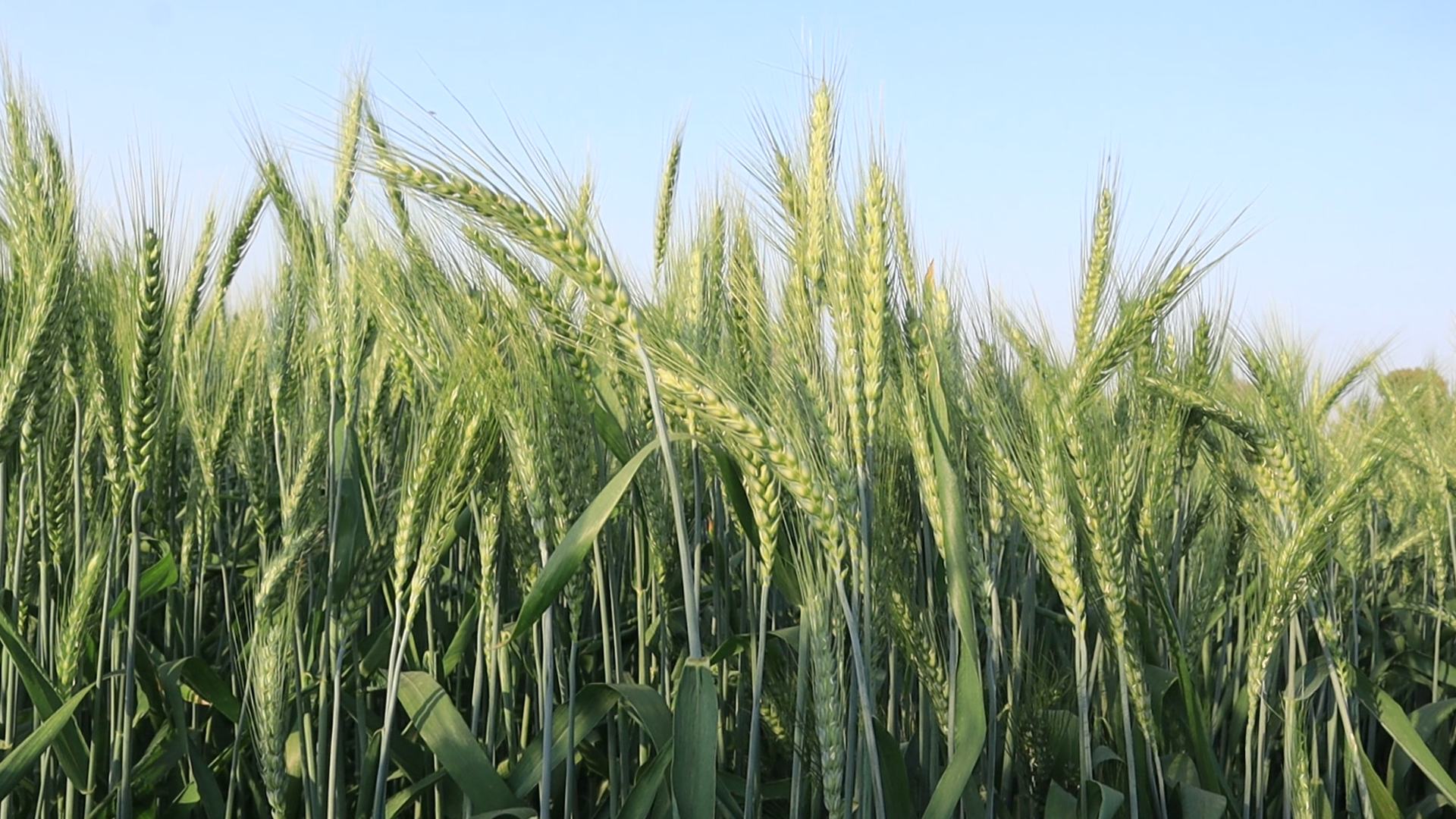 DBW 377 Karan Bold Wheat Seeds